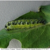 pi brassicae praepupa volg
